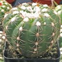 Parodia oxycostata (side view)