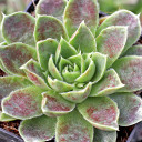Sempervivum heuffelii 'Melanoheuff' [exclusive] - March