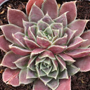 Sempervivum heuffelii 'Melanoheuff' - December