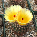 Parodia microsperma var. erythrantha - Blooms