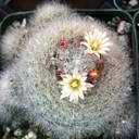 Mammillaria schwarzii - Biznaguita [large] - May