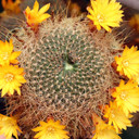 Rebutia arenacea f. kamiensis [large] - May