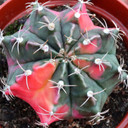 Gymnocalycium mihanovichii f. variegata - Variegated Moon Cactus