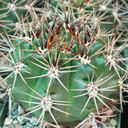 Gymnocalycium monvillei ssp. horridispinum [large]