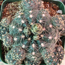 Gymnocalycium andreae [large]