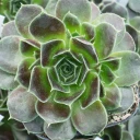 Sempervivum heuffelii 'Irene' - February