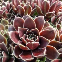 Sempervivum heuffelii 'Irene' - Summer