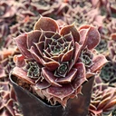 Sempervivum heuffelii 'Irene' cluster