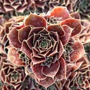 Sempervivum heuffelii 'Irene' [exclusive]