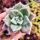 Graptopetalum 'Frank Reinelt' - April