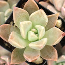 Graptopetalum 'Frank Reinelt'