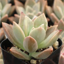 Graptopetalum 'Frank Reinelt'