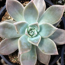 Graptopetalum 'Frank Reinelt' [large]