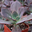 Echeveria 'Red Baron' - June