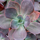 Echeveria 'Red Baron' - June