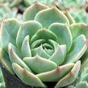 Echeveria 'Silver Frost' - June