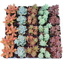 Sedum (Tender ) Bulk 25 Tray - 5 Types - 2in Pots