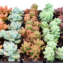 Sedum (Tender ) Bulk 25 Tray - 5 Types - 2in Pots - Detail