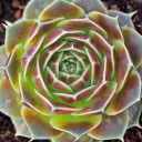 Sempervivum heuffelii 'Giuseppi Spiny' - March