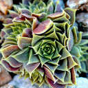 Sempervivum heuffelii 'Giuseppi Spiny' (Outdoors) - February