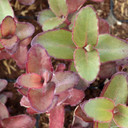 Sedum telephium 'Purple Emperor' - June