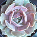 Echeveria 'Pink Diamond'