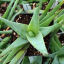 Aloe 'Walmsley's Blue' - June