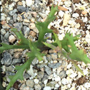 Euphorbia stenoclada - Silver Thicket [large]