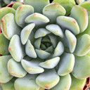 Echeveria 'Copper Canyon'