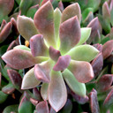 Echeveria 'Coffee Shop' - July