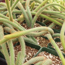 Cleistocactus samaipatanus