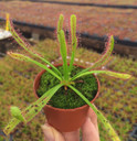 Drosera capensis
