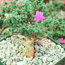 Trichodiadema bulbosum - African Bonsai [large] [caudex] - March