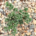 Trichodiadema bulbosum - African Bonsai [large] [caudex]