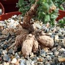 Trichodiadema bulbosum - African Bonsai [extra large] [caudex]