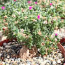 Trichodiadema bulbosum - African Bonsai [extra large] [caudex]