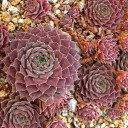 Sempervivum 'Belladonna' (Outdoors) - November
