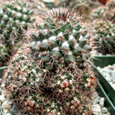 Mammillaria grusonii f. papasquiarensis [large]