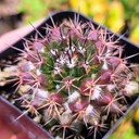 Mammillaria grusonii f. papasquiarensis - Mrach