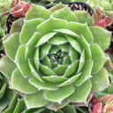 Sempervivum 'Larissa'