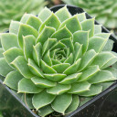 Sempervivum heuffelii 'Jakupica' - February