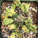 Huernia zebrina f. variegata - Variegated Lifesaver Plant [large]