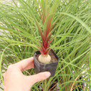 Beaucarnea recurvata - Ponytail Palm