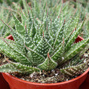 Gasteraloe 'Zimflora'