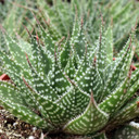 Gasteraloe 'Zimflora'