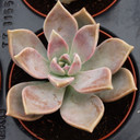 Graptopetalum 'Rose Queen'