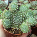 Sempervivum 'Silver Thaw' - September