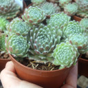 Sempervivum 'Silver Thaw' - September