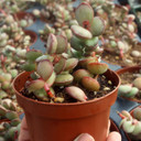 Adromischus subdistichus [large]
