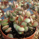 Adromischus subdistichus [large]